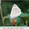 polyommatus daphnis daghestan male ex larva 1